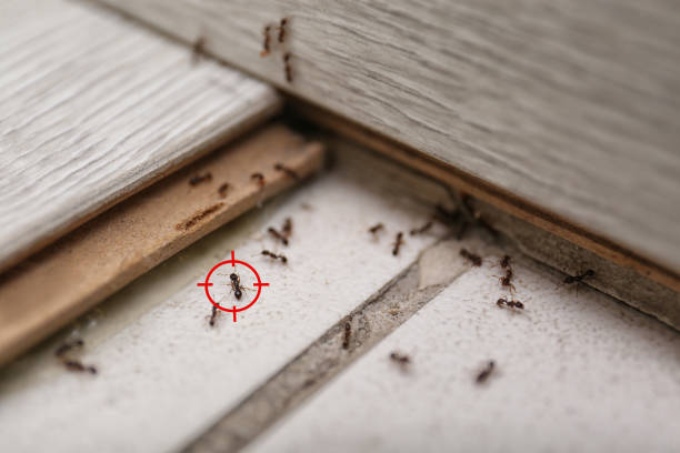 Best Pest Removal Services  in Utica, SC