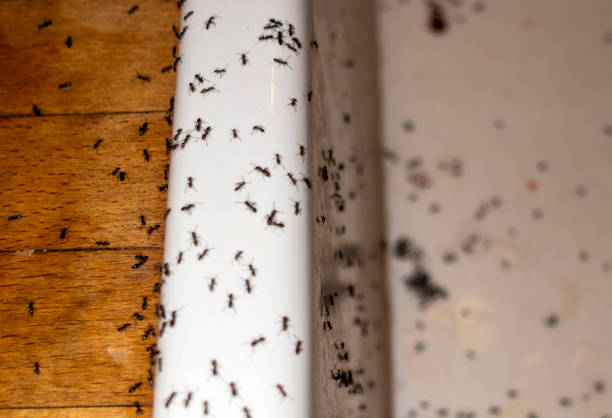 Best Affordable Pest Control Services  in Utica, SC