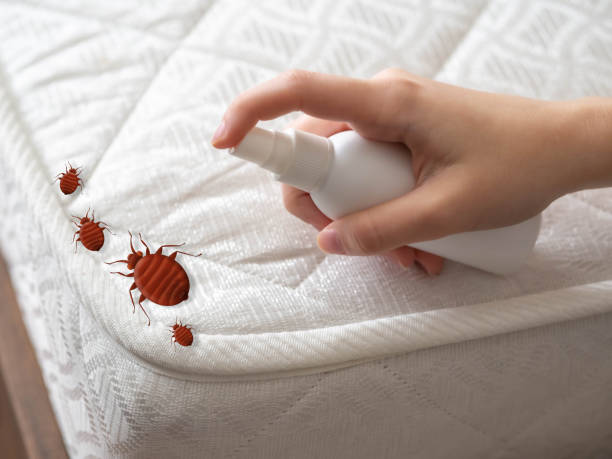 Best Spider Control Near Me  in Utica, SC